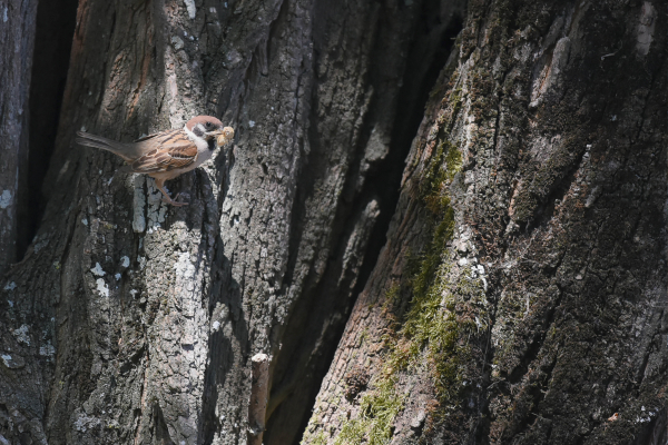 Moineau friquet © Nicolas Auger